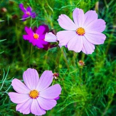 百人牛牛游戏手机app下载